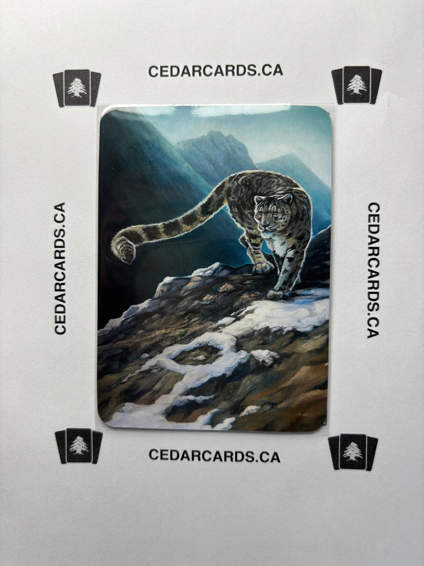 Snow Leopard – Beta (Foil)