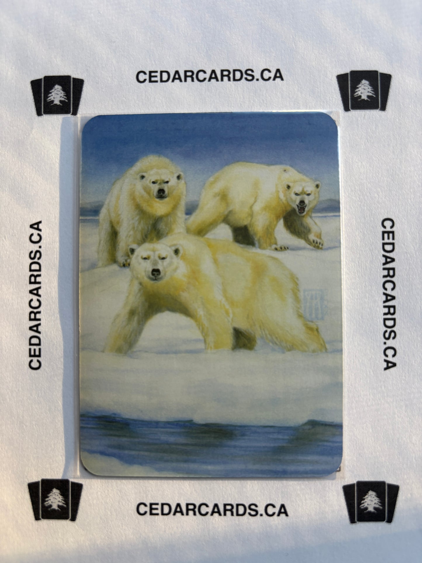 Polar Bears – Beta (Foil)