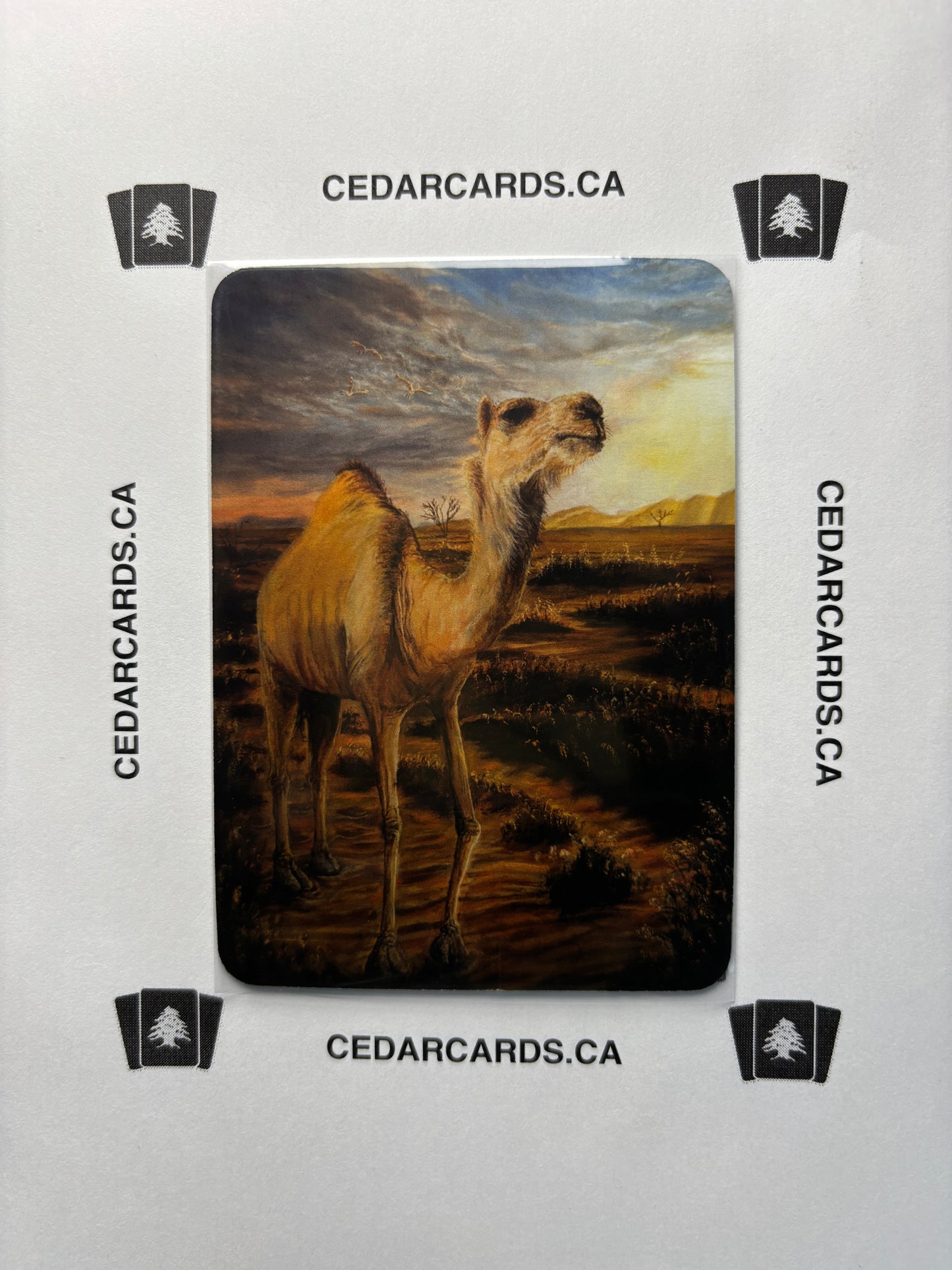 Raal Dromedary – Beta (Foil)